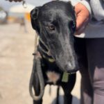 Galgo Duero, 06/2022, ca. 70 cm
