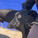 Galgo Duero, 06/2022, ca. 70 cm
