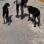 Galgo Duero, 06/2022, ca. 70 cm