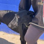 Galgo Duero, 06/2022, ca. 70 cm