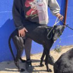 Galgo Duero, 06/2022, ca. 70 cm