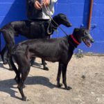 Galgo Duero, 06/2022, ca. 70 cm