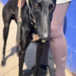 Galgo Duero, 06/2022, ca. 70 cm