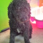 Wasserhund Dunga, 05/2016, ca. 45 cm