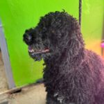Wasserhund Dunga, 05/2016, ca. 45 cm