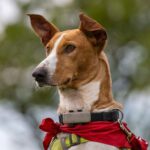 Podenco Eros, 07/2020, ca. 50 cm, 41564 Kaarst