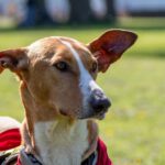 Podenco Eros, 07/2020, ca. 50 cm, 41564 Kaarst