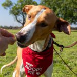 Podenco Eros, 07/2020, ca. 50 cm, 41564 Kaarst