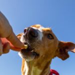 Podenco Eros, 07/2020, ca. 50 cm, 41564 Kaarst