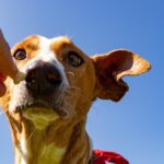 Podenco Eros, 07/2020, ca. 50 cm, 41564 Kaarst