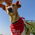 Podenco Eros, 07/2020, ca. 50 cm, 41564 Kaarst