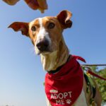 Podenco Eros, 07/2020, ca. 50 cm, 41564 Kaarst