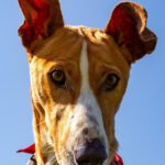 Podenco Eros, 07/2020, ca. 50 cm, 41564 Kaarst