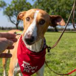 Podenco Eros, 07/2020, ca. 50 cm, 41564 Kaarst