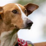 Podenco Eros, 07/2020, ca. 50 cm, 41564 Kaarst