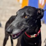 Galgo Escogio, 06/2022, ca. 70 cm