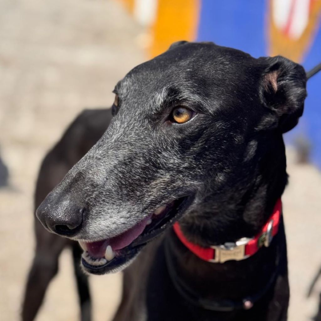 Galgo Escogio, 06/2022, ca. 70 cm
