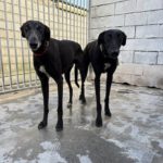 Galgo Escogio, 06/2022, ca. 70 cm
