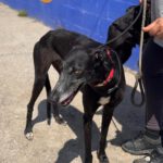 Galgo Escogio, 06/2022, ca. 70 cm