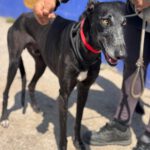 Galgo Escogio, 06/2022, ca. 70 cm