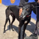Galgo Escogio, 06/2022, ca. 70 cm