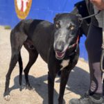 Galgo Escogio, 06/2022, ca. 70 cm