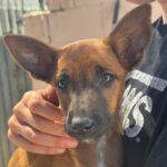 Podenco Malinois Mischling Esmeralda, 02/2025, Endgröße ca. 50- 55 cm