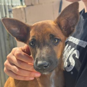 Podenco Malinois Mischling Esmeralda, 02/2025, Endgröße ca. 50- 55 cm