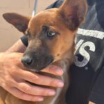 Podenco Malinois Mischling Esmeralda, 02/2025, Endgröße ca. 50- 55 cm