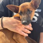 Podenco Malinois Mischling Esmeralda, 02/2025, Endgröße ca. 50- 55 cm