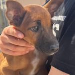 Podenco Malinois Mischling Esmeralda, 02/2025, Endgröße ca. 50- 55 cm