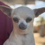 Chihuahua Estefania, 05/2016, ca. 22 cm