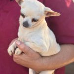 Chihuahua Estefania, 05/2016, ca. 22 cm