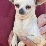 Chihuahua Estefania, 05/2016, ca. 22 cm