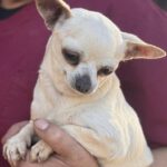 Chihuahua Estefania, 05/2016, ca. 22 cm