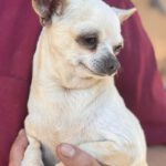 Chihuahua Estefania, 05/2016, ca. 22 cm