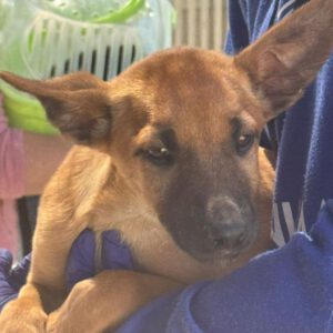 Podenco Malinois Mischling Evangeline, 02/2025, Endgröße ca. 50- 55 cm