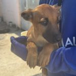 Podenco Malinois Mischling Evangeline, 02/2025, Endgröße ca. 50- 55 cm