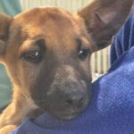 Podenco Malinois Mischling Evangeline, 02/2025, Endgröße ca. 50- 55 cm