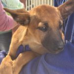 Podenco Malinois Mischling Evangeline, 02/2025, Endgröße ca. 50- 55 cm