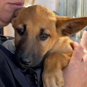 Podenco Malinois Mischling Fabian, 02/2025, Endgröße ca. 50- 55 cm