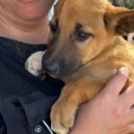Podenco Malinois Mischling Fabian, 02/2025, Endgröße ca. 50- 55 cm