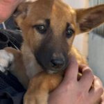 Podenco Malinois Mischling Fabian, 02/2025, Endgröße ca. 50- 55 cm