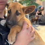 Podenco Malinois Mischling Fabian, 02/2025, Endgröße ca. 50- 55 cm
