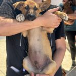 Podenco Malinois Mischling Fabian, 02/2025, Endgröße ca. 50- 55 cm