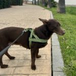 Podenco Feli ,07/2021, ca. 40 cm