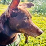 Podenco Feli ,07/2021, ca. 40 cm