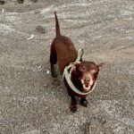 Podenco Feli ,07/2021, ca. 40 cm
