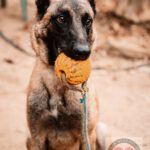 Malinois Mischling Finn, 02/2022, ca. 60 cm