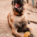 Malinois Mischling Finn, 02/2022, ca. 60 cm